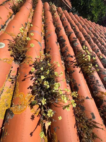 Toiture envahie par les mousses et lichens : un exemple de dégradation à traiter rapidement pour éviter les infiltrations.